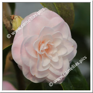 Camellia Hybride 'Paper Dolls'