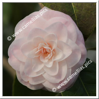 Camellia Hybride 'Paper Dolls'