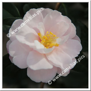 Camellia Sasanqua 'Paradise Audrey '