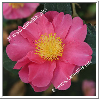 Camellia Sasanqua 'Paradise Belinda'