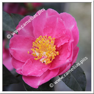Camellia Sasanqua 'Paradise Belinda'