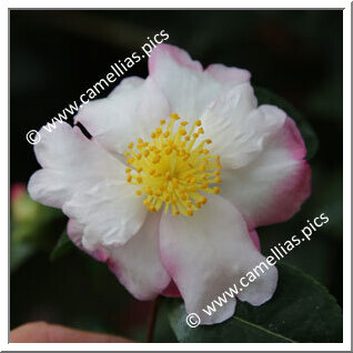 Camellia Sasanqua 'Paradise Betty Lynda '