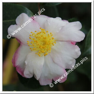 Camellia Sasanqua 'Paradise Betty Lynda '