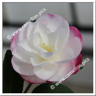 Camellia Sasanqua 'Paradise Blush'