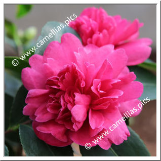 Camellia Sasanqua 'Paradise Caroline'