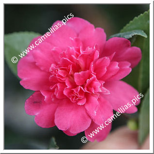 Camellia Sasanqua 'Paradise Caroline'