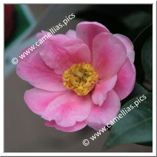 Camellia Hybrid 'Paradise Illumination'