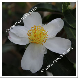 Camellia Sasanqua 'Paradise Janell '