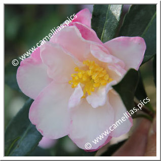 Camellia Sasanqua 'Paradise Jennifer'