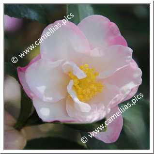 Camellia Sasanqua 'Paradise Jennifer'