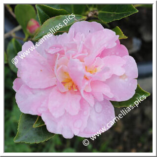 Camellia Sasanqua 'Paradise Louise'