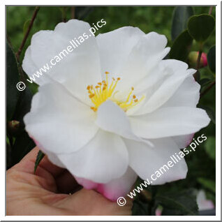 Camellia Sasanqua 'Paradise Pearl'