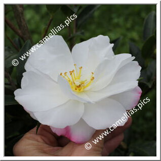 Camellia Sasanqua 'Paradise Pearl'