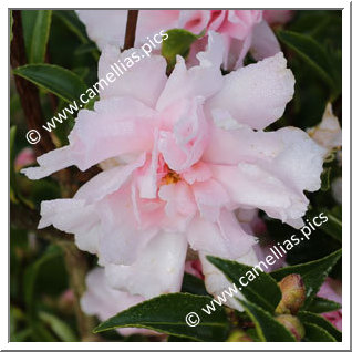 Camellia Sasanqua 'Paradise Petite'