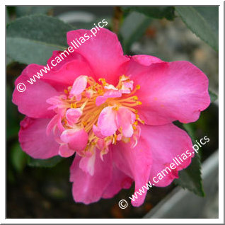 Camellia Sasanqua 'Paradise Sandra'