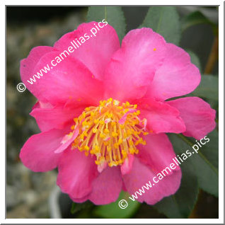 Camellia Sasanqua 'Paradise Sandra'