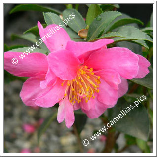 Camellia Sasanqua 'Paradise Sandra'