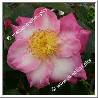 Camellia Sasanqua 'Paradise Susan'