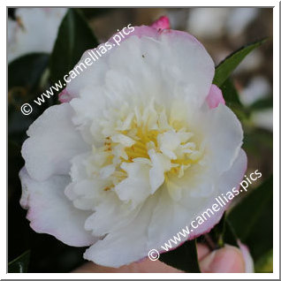 Camellia Sasanqua 'Paradise Venessa'