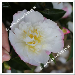 Camellia Sasanqua 'Paradise Venessa'