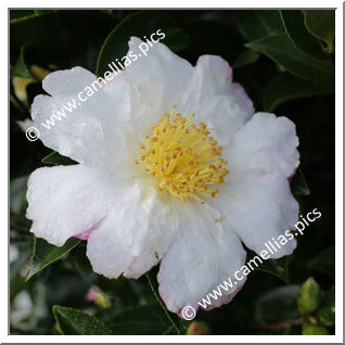 Camellia Sasanqua 'Paradise Venessa'