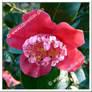 Camellia Japonica 'Parc de Saumarez'