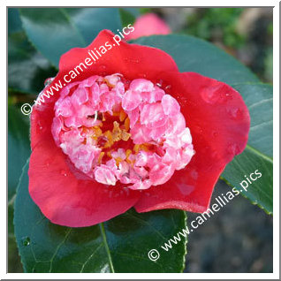 Camellia Japonica 'Parc de Saumarez'