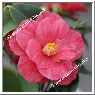 Camellia Japonica 'Parc de la Droitière'