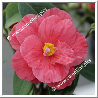 Camellia Japonica 'Parc de la Droitière'