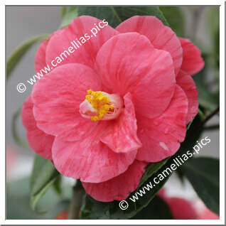 Camellia Japonica 'Parc de la Droitière'