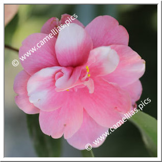 Camellia Japonica 'Paride'
