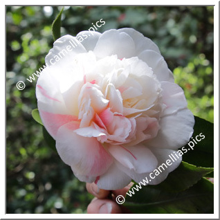 Camellia Japonica 'Parini'