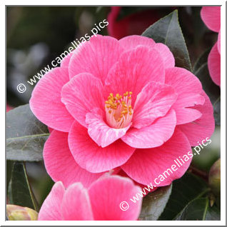 Camellia Hybride 'Park Ar Brug JT'