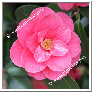 Camellia Hybride 'Park Ar Brug JT'