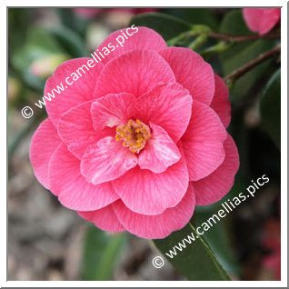 Camellia Hybride 'Park Ar Brug JT'