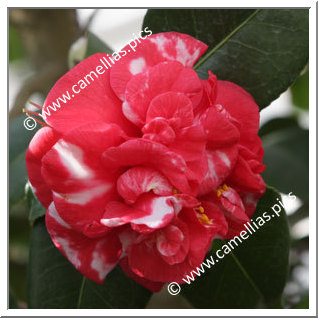 Camellia Japonica 'Parksii'