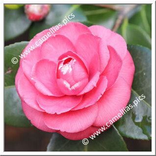 Camellia Japonica 'Parvula'