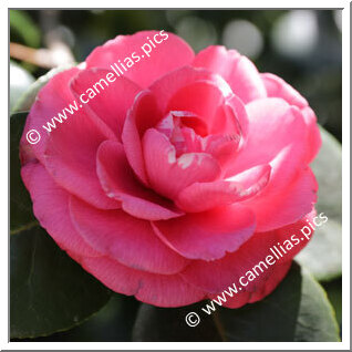 Camellia Japonica 'Parvula'