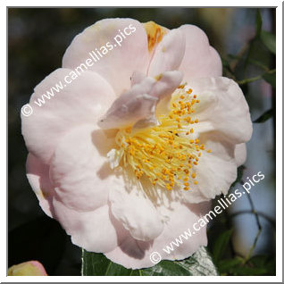 Camellia Japonica 'Patricia Ann'