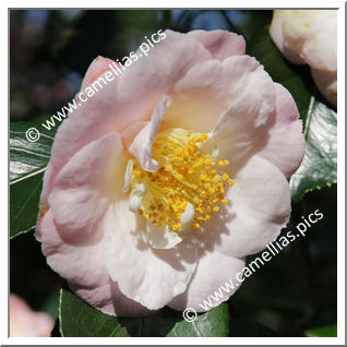 Camellia Japonica 'Patricia Ann'