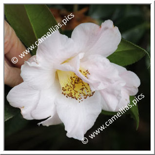 Camellia Hybride C.reticulata 'Patricia Coull'