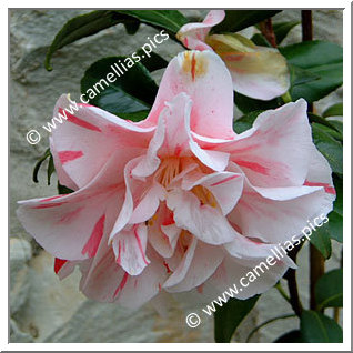 Camellia Japonica 'Paul Jones Supreme'