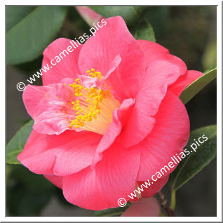 Camellia Japonica 'Paul Maymou'