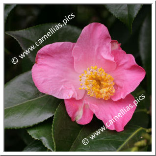 Camellia Japonica 'Paul Plantiveau'