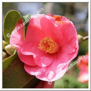 Camellia Reticulata 'Paul Serusier '