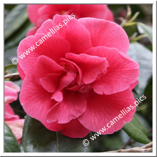 Camellia Japonica 'Paulette Goddard'