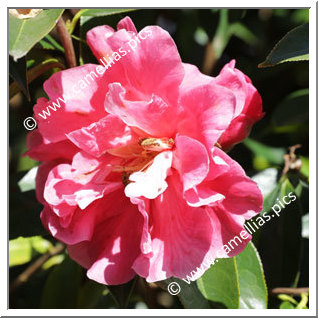 Camellia Reticulata 'Pavlova'