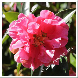 Camellia Reticulata 'Pavlova'