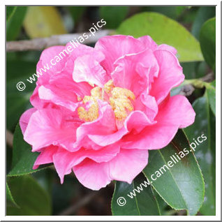 Camellia Reticulata 'Pavlova'