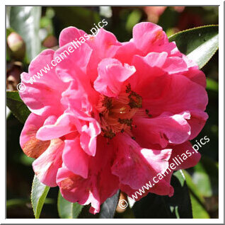 Camellia Reticulata 'Pavlova'